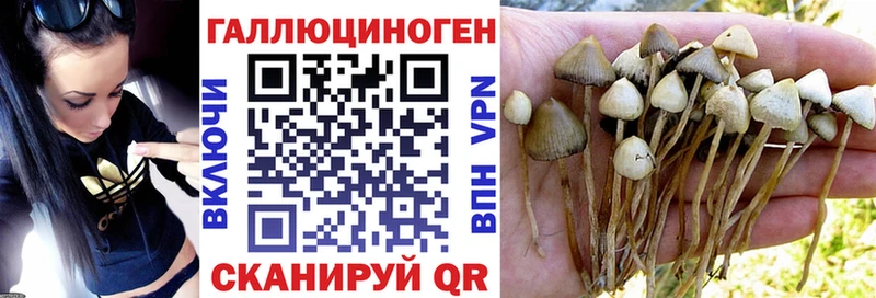 закладка  Унеча  Галлюциногенные грибы GOLDEN TEACHER 